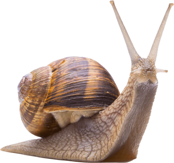 Schnecke